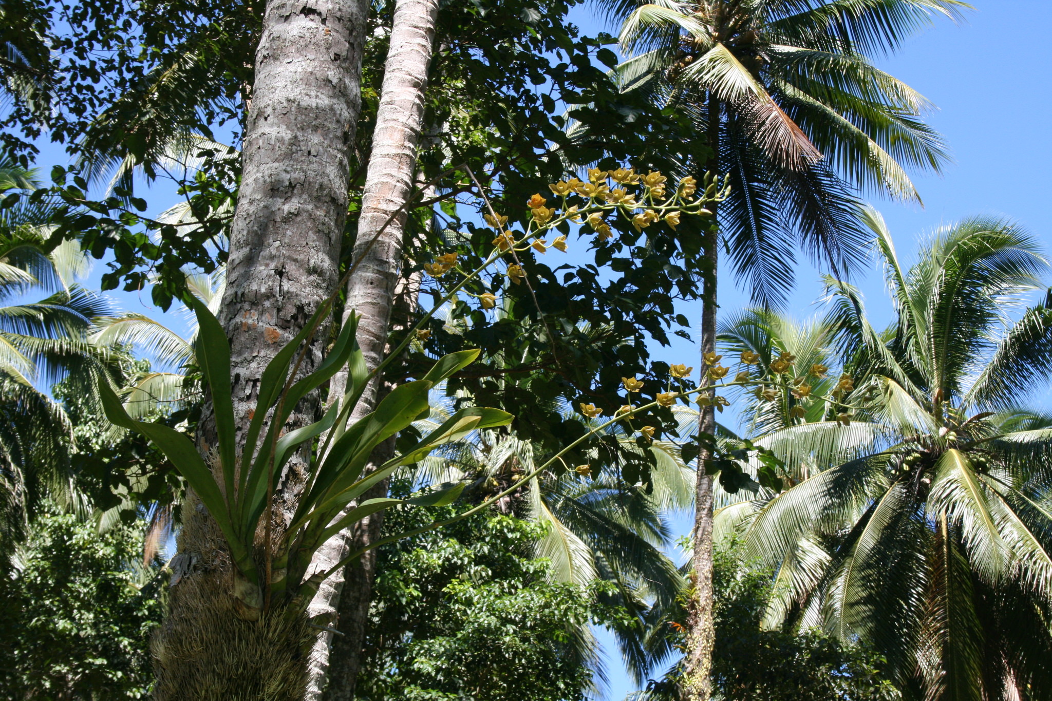 Epidendrum veroscriptum